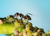 Domowe sposoby na mrówki w ogrodzie. Jak pozbyć się ich szybko i skutecznie?