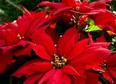 Pielęgnacja gwiazdy betlejemskiej — kwiat nie tylko na Święta
