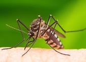 Komary — jak się przed nimi skutecznie chronić? Przedstawiamy domowe sposoby!