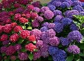 Najpiękniejsze kwiaty ogrodowe. Hortensja - kiedy zmienia kolor?
