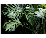 monstera