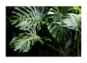 monstera