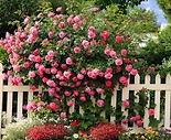 róże w ogrodzie