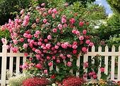 Jak dbać o róże w ogrodzie?