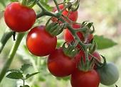 Uprawa pomidorów w doniczce bez szklarni