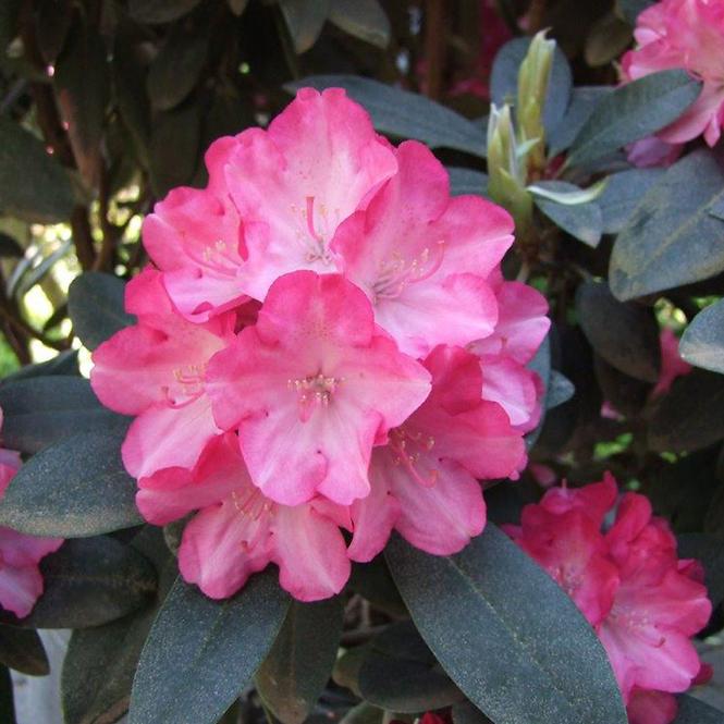 Rhododendron Hybridum C1