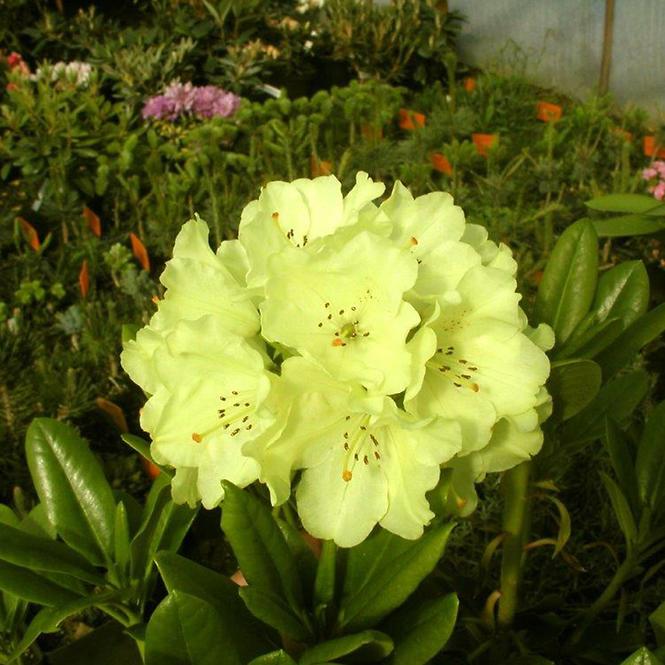 Rhododendron Hybridum C1