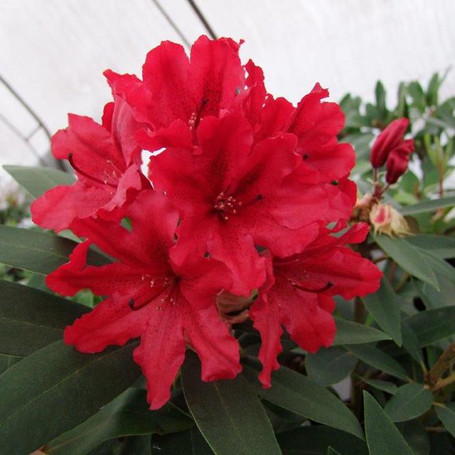 Rhododendron Hybridum C1