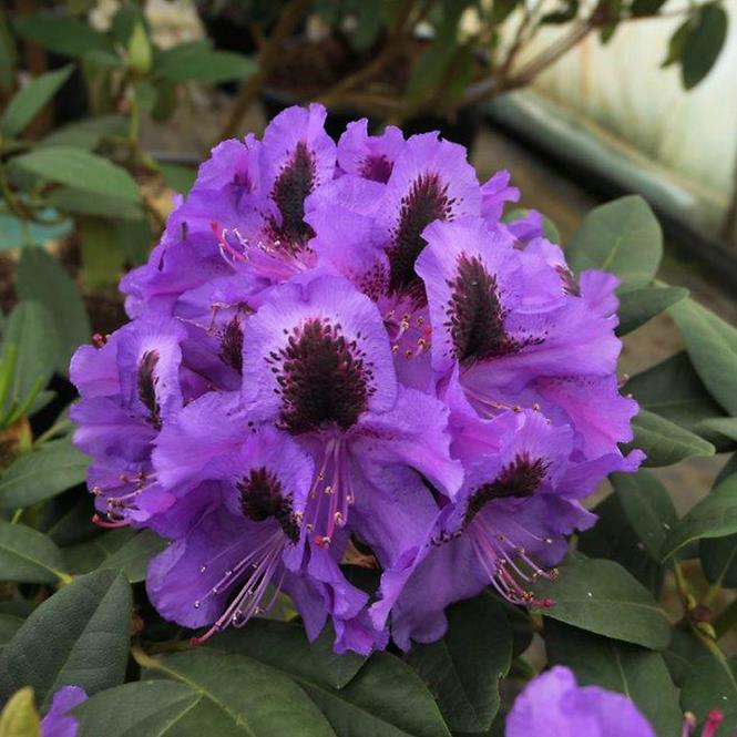 Rhododendron Hybridum C1