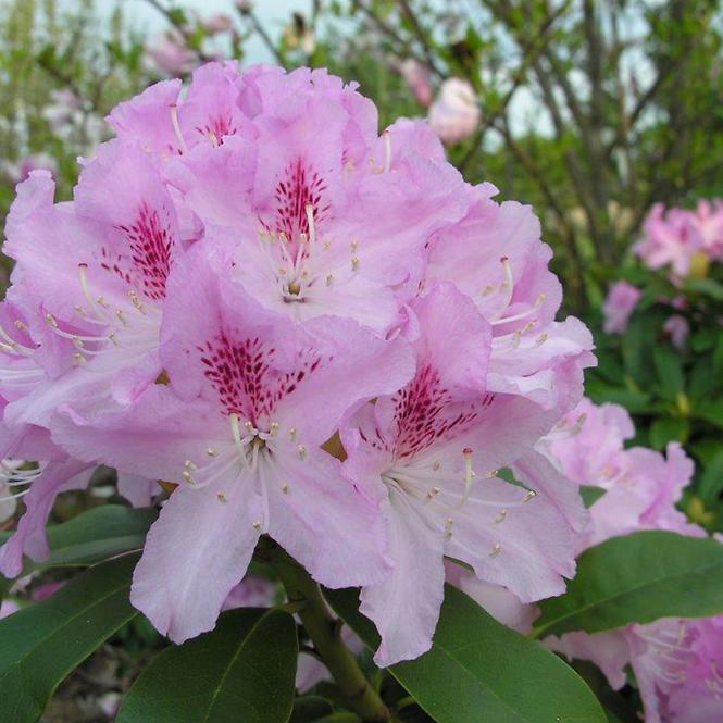 Rhododendron Hybridum C1