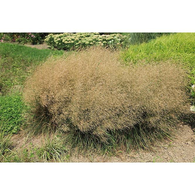 Deschampsia cespitosa C3