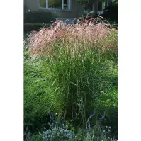 Miscanthus sinensis Flamingo C3