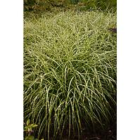 Miscanthus sinensis Little Zebra C3