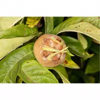 Mespilus germanica Westerveld C5PA 80-100 cm