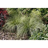 Carex comans Frosted Curls  C2