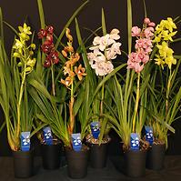 Cymbidium Mini 14/80