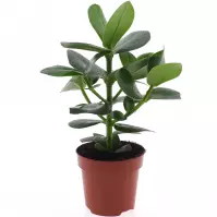Clusia Rosea K12