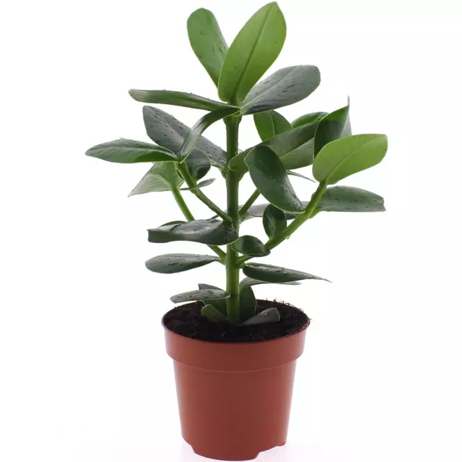 Clusia Rosea K12