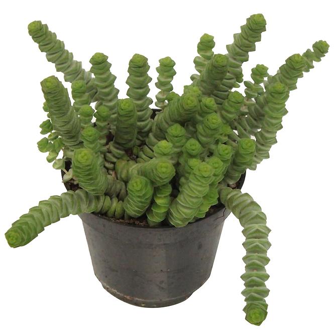 Crassula Hottentot 11/15