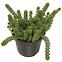 Crassula Hottentot 11/15,2