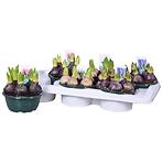 Hyacinthus Coupe 16/15