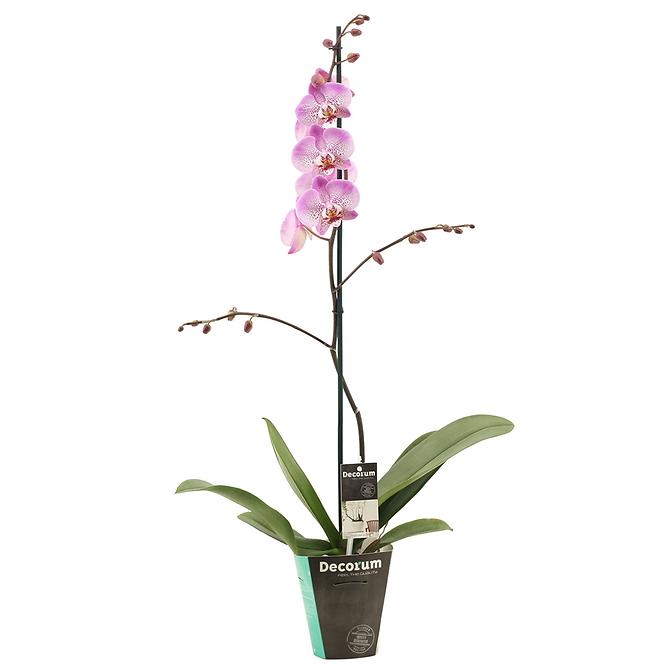 Phalaenopsis Single Pink 12/60