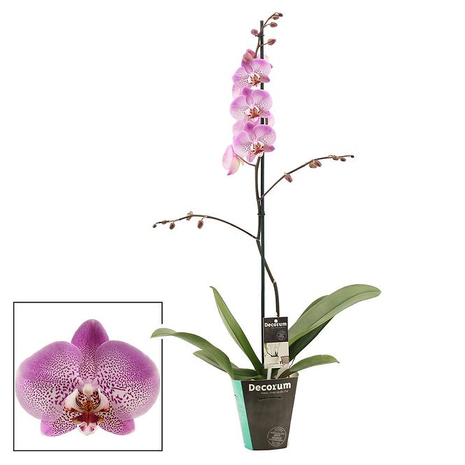 Phalaenopsis Single Pink 12/60