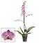 Phalaenopsis Single Pink 12/60,2