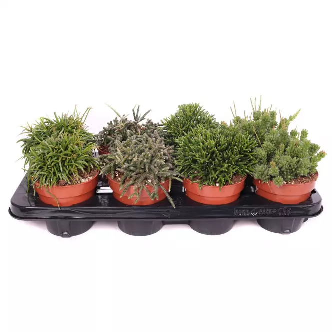 Rhipsalis Mix K12