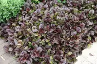 Ajuga w odmianach C3