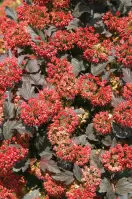 Physocarpus opulifolius diabolo pbr C5 60 - 80