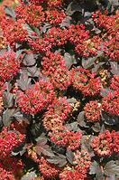 Physocarpus opulifolius diabolo pbr C5 60 - 80