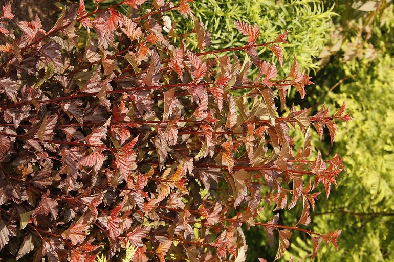 Physocarpus opulifolius lady in red tuilad pbr C3 40-60 cm