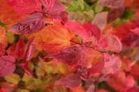 Spiraea japonica macrophylla C3 30 - 40