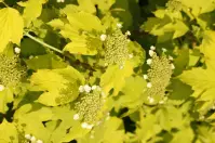 Viburnum opulus harvest gold C3 40 - 60