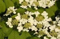 Viburnum plicatum st keverne C3 30 - 40