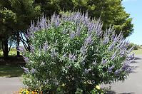 Vitex agnus-castus latifolia C6 60 - 80