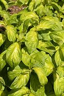 Weigela florida lime monster brs1 pbr C3 30 - 40