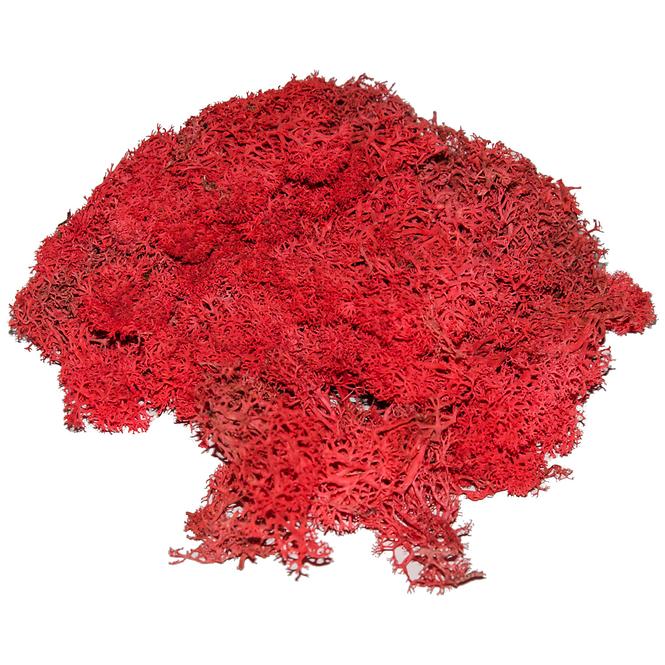 Chrobotek mech reniferowy czerwony