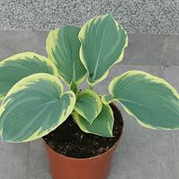 HOSTA