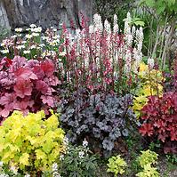 Heuchera 17 CM