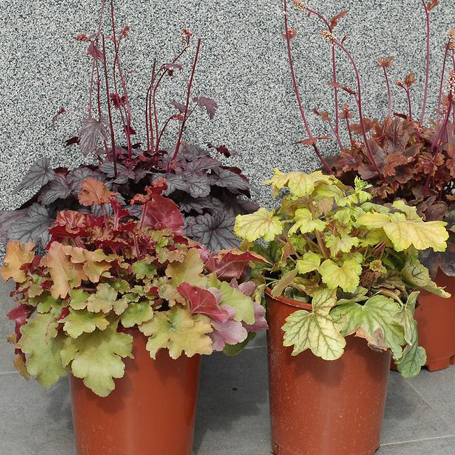 Heuchera 17 CM