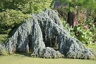 Cedrus libani atlantica glauca C6 60 - 80