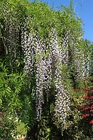 Wisteria floribunda macrobotrys C9 180 - 200