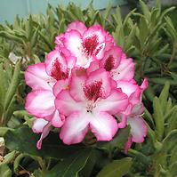 Rhododendron Hybridum C5/EXLL