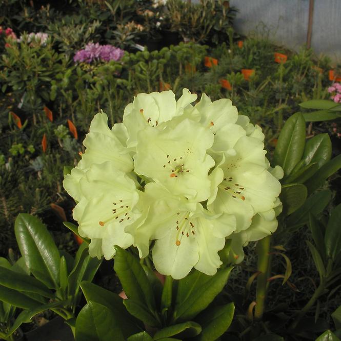 Rhododendron Hybridum C5/EXLL