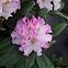 Rhododendron Hybridum C5/EXL,2
