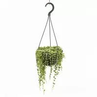 Senecio rowleyanus 15/15