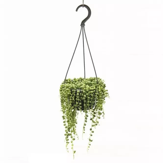 Senecio rowleyanus 15/15