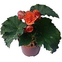 Begonia Solenia K12CM